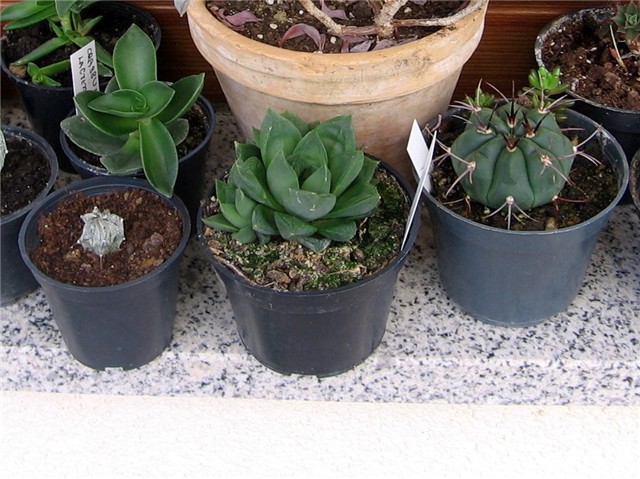 Haworthia cooperi